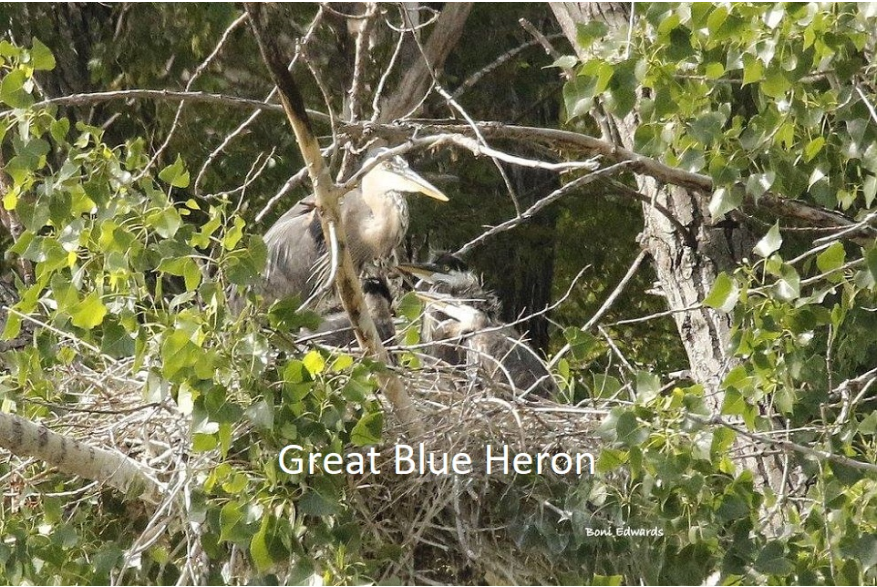 Great Blue Hero Wild Horse Canyon Scenic Drive