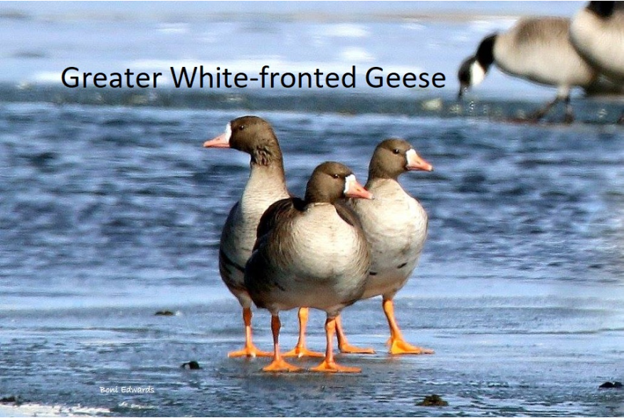 Greater White Fronted Geese Wild Horse Canyon Scenic Drive