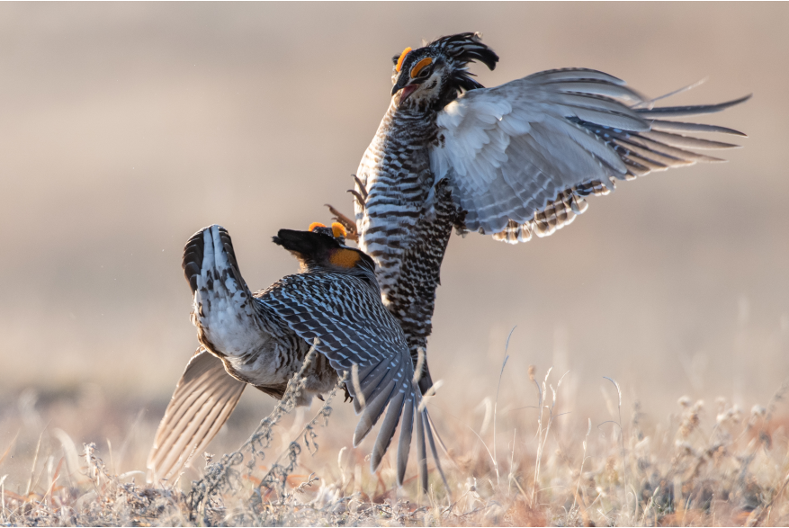 Prairie Chicken