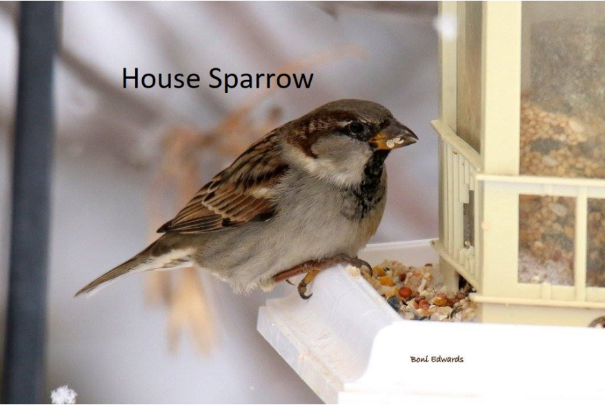 House Sparrow Cottonwood Canyon Scenic Drive