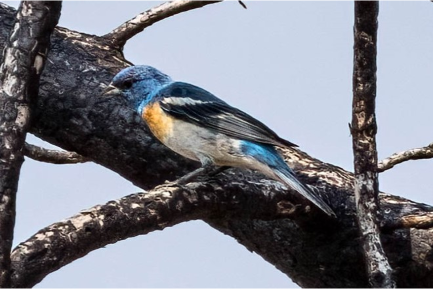 Lazuli Bunting Cottonwood Canyon Scenic Drive