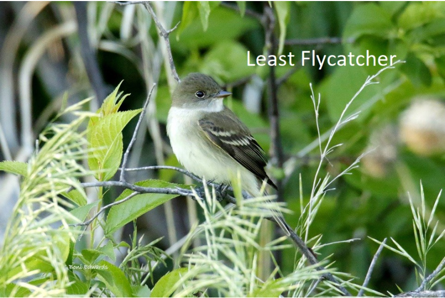 Least Flycatcher Sandhills Scenic Drive