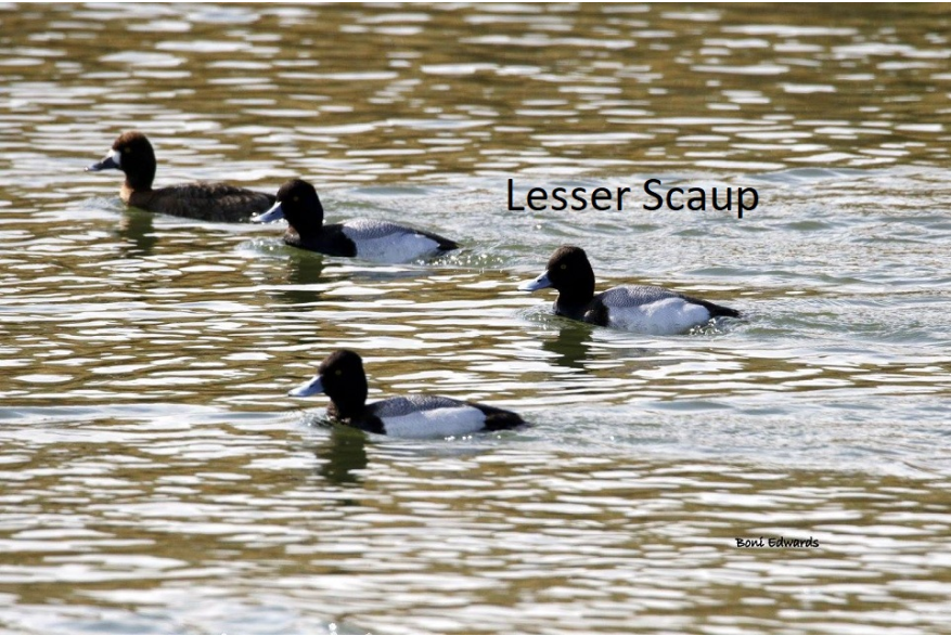 Lesser Scaup Sandhills Scenic Drive