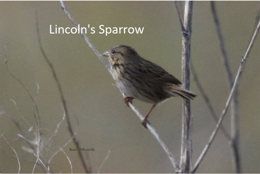 Lincolns Sparrow Sandhills Scenic Drive