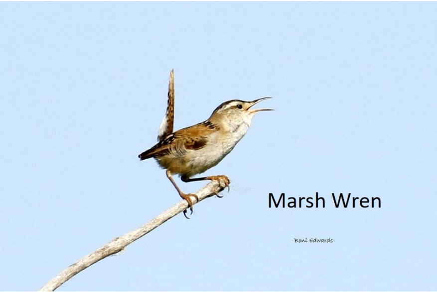 Marsh Wren Cottonwood Canyon Scenic Drive