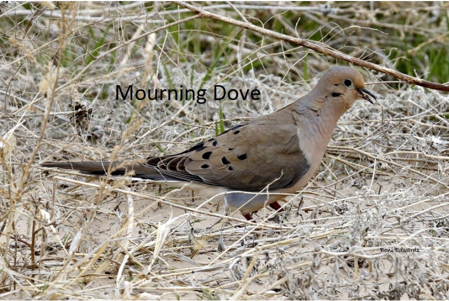 Mourning Dove Wild Horse Canyon Scenic Drive