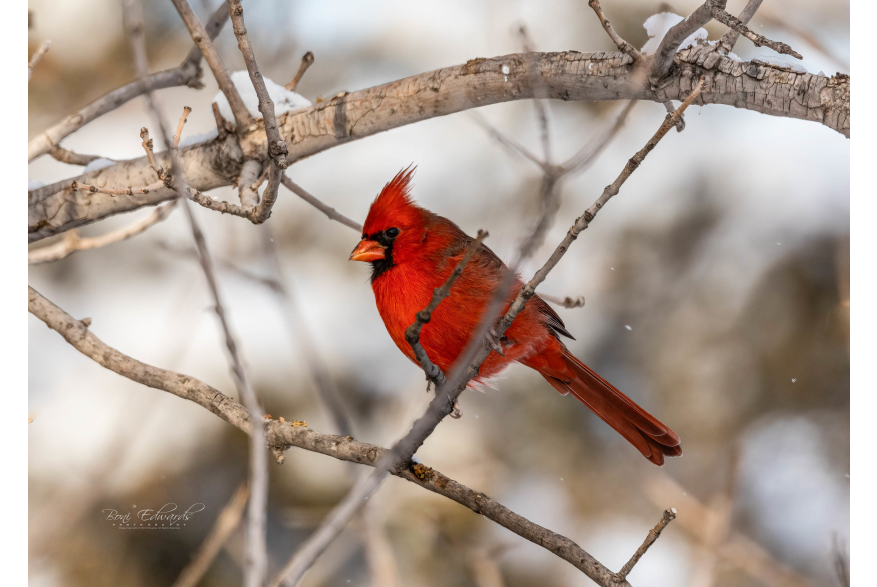 Northern Cardinal Cottonwood Canyon Scenic Drive