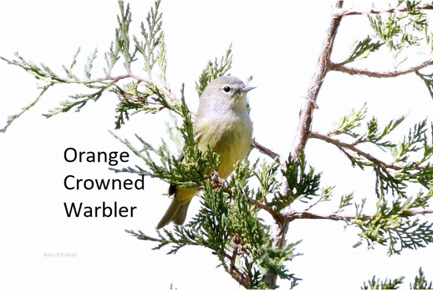Orange Crowned Warbler Challenging Sandhills Scenic Drive