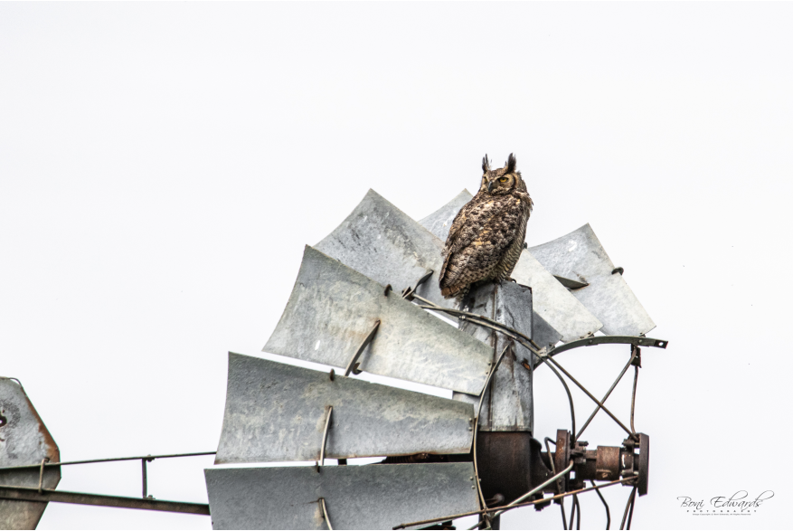 Owl on windmill Challenging Sandhills Scenic Drive