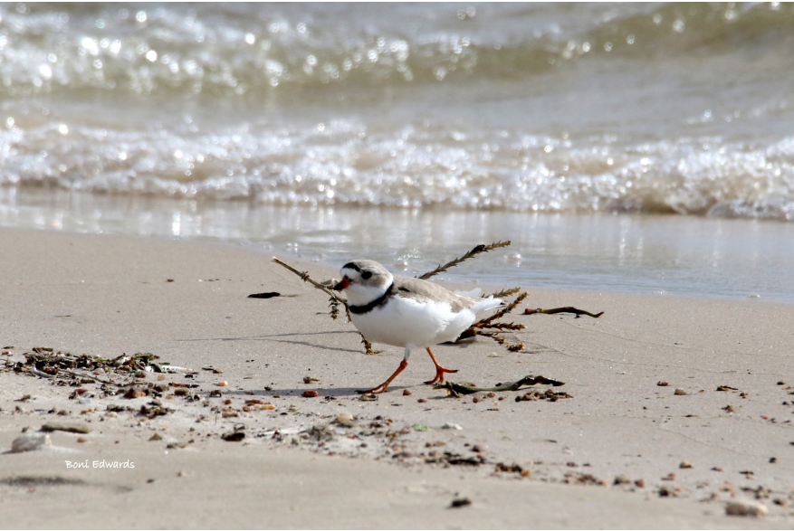 Piping Plover Challenging Sandhills Scenic Drive