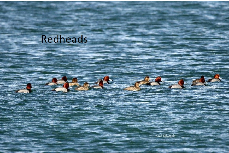 Redheads Challenging Sandhills Scenic Drive