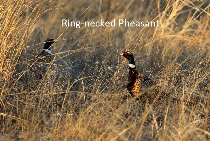 Ring Necked Pheasant Challenging Sandhills Scenic Drive