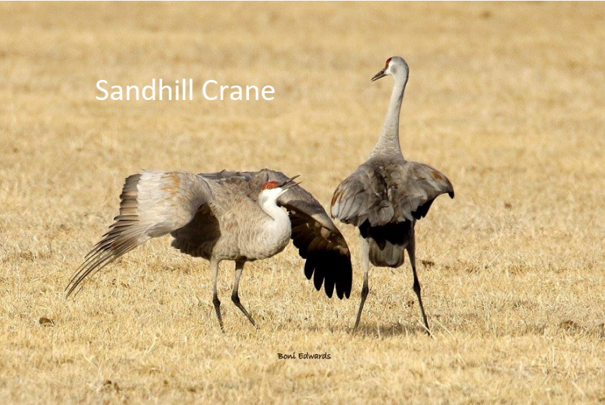 Sandhill Crane Sandhills Scenic Drive