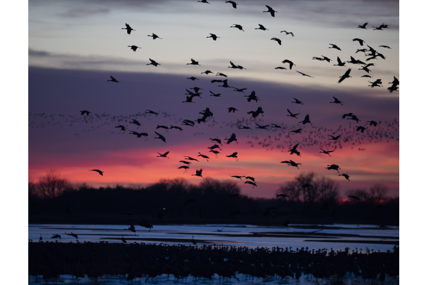Sunrise River Blind Sandhill Crane Viewing Tour