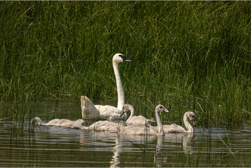 Sandhill Swans Sandhills Scenic Drive