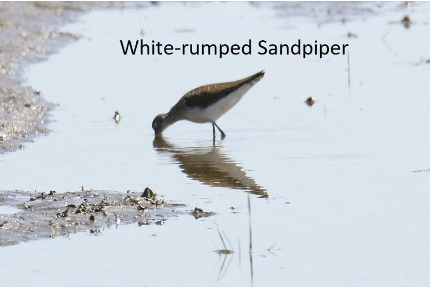 White Rumped Sandpiper Sandhills Scenic Drive