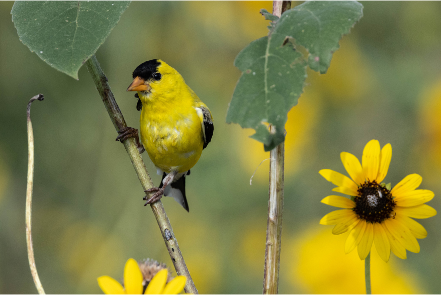 American Goldfinch Wild Horse Canyon Scenic Drive