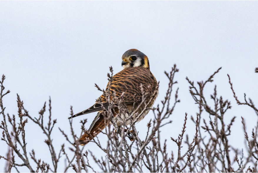 American Kestrel Sandhills Scenic Drive