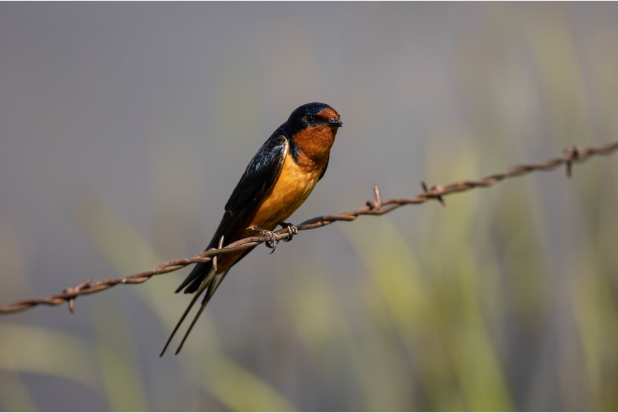 Barn Swallow Wild Horse Canyon Scenic Drive