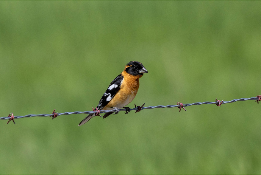 Black Headed Grosbeak Wild Horse Canyon Scenic Drive