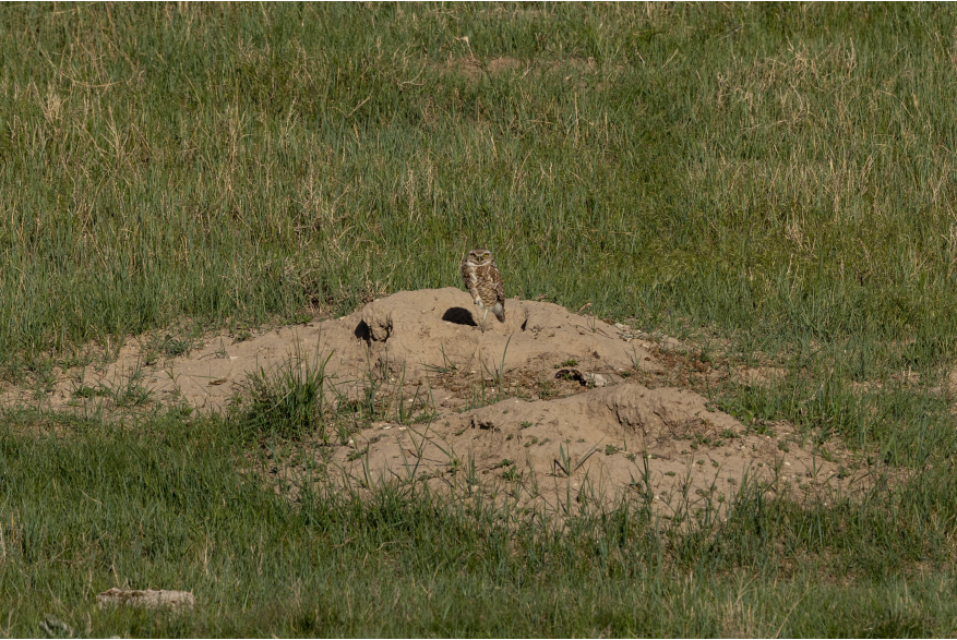 Burrowing Owl Challenging Sandhills Drive