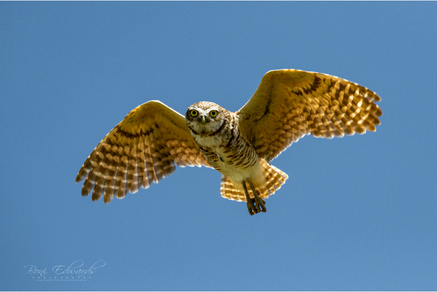 Burrowing Owl Flying Challenging Sandhills Scenic Drive
