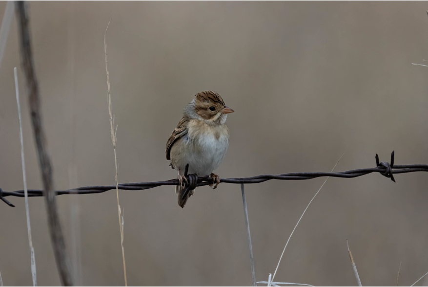 Clay Colored Sparrow Wild Horse Canyon Scenic Drive