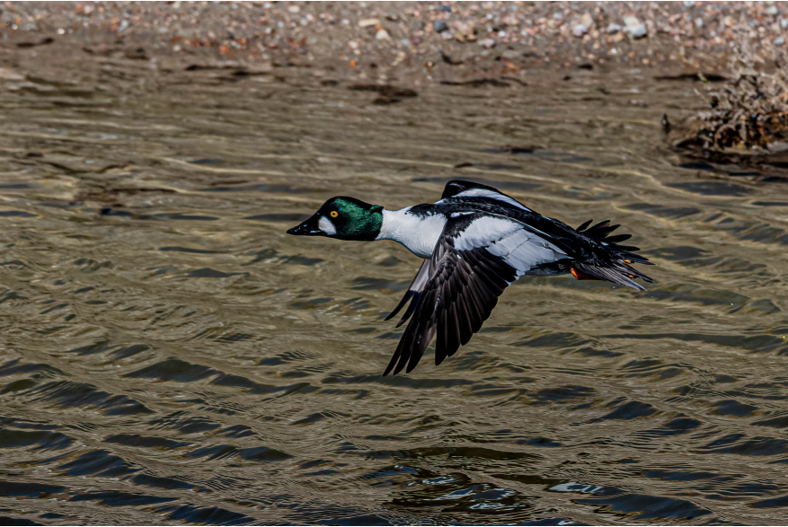 Common Goldeneye Cottonwood Canyon Scenic Drive