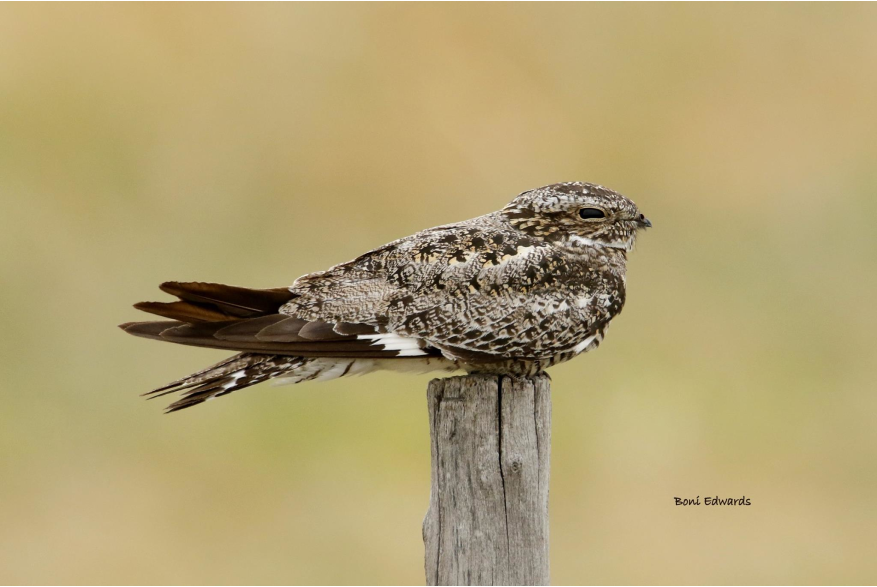 Common Nighthawk Challenging Sandhills Scenic Drive