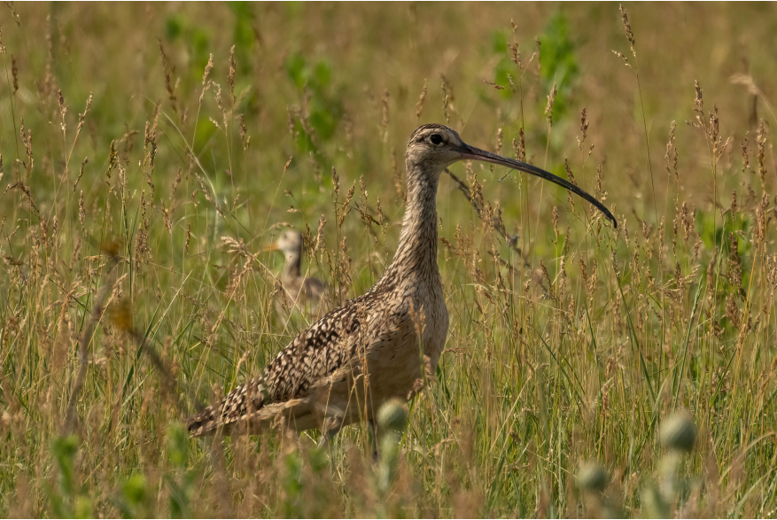 Curlew Baby Sandhills Scenic Drive