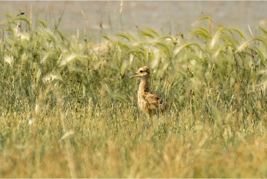 Curlew Baby Sandhills Scenic Drive