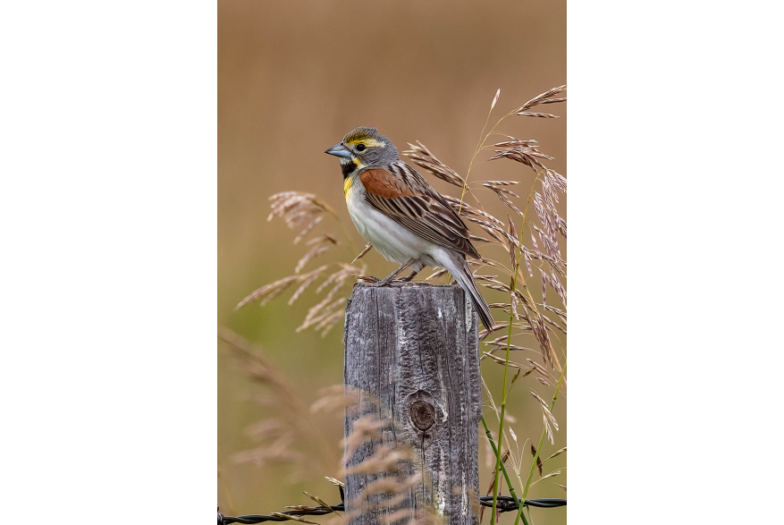 Dickcissel Sandhills Scenic Drive
