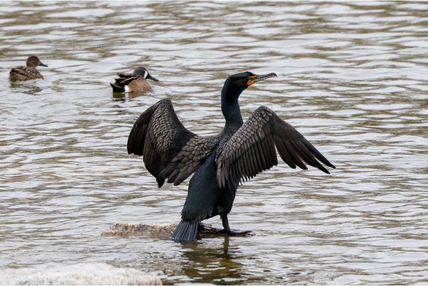 Double Crested Cormorant Cottonwood Canyon Scenic Drive