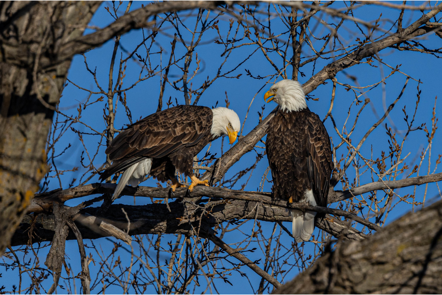 Eagles Challenging Sandhills Scenic Drive