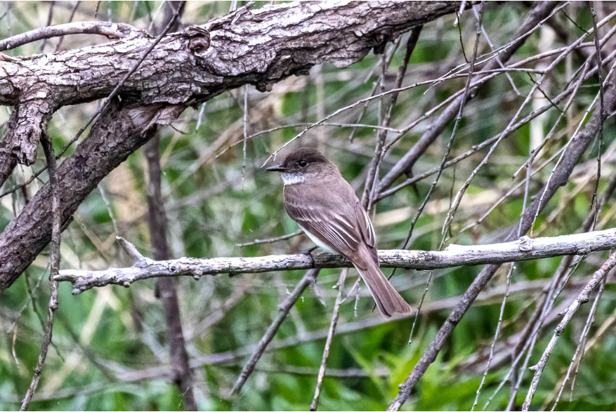 Eastern Phoebe Cottonwood Canyon Scenic Drive