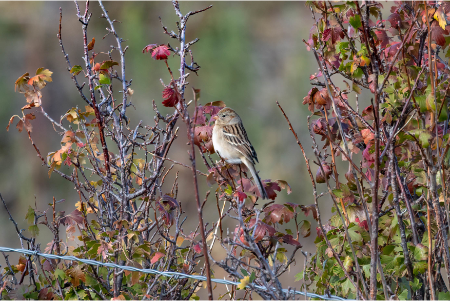 Field Sparrow Challenging Sandhills Scenic Drive