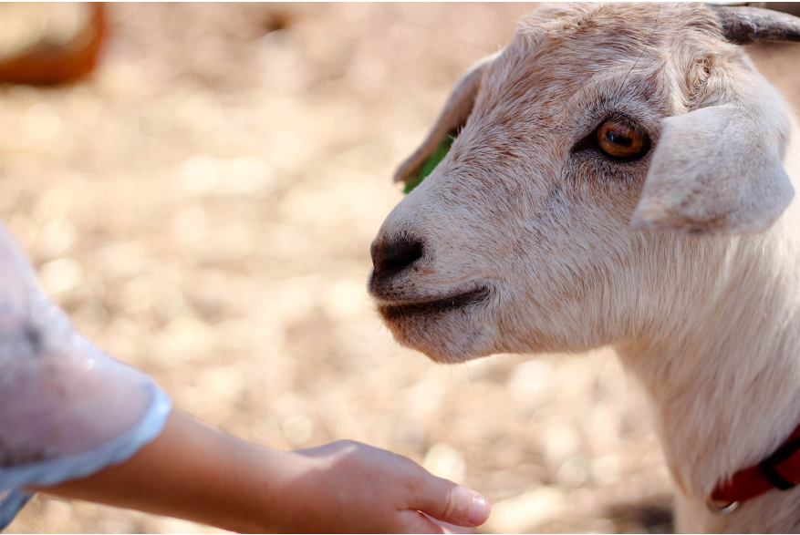 Petting Zoo