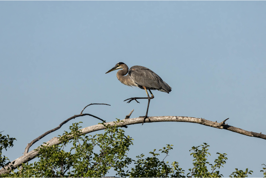 Great Blue Heron Cottonwood Canyon Scenic Drive