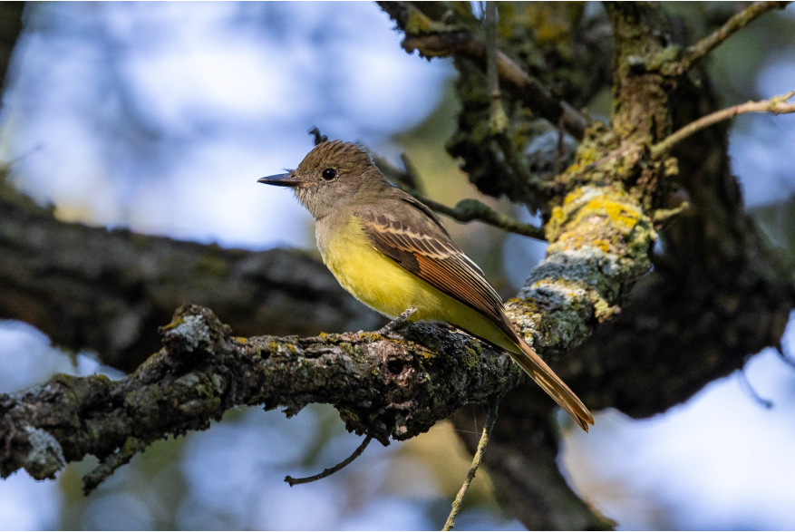 Great Crested Flycatcher Cottonwood Canyon Scenic Drive