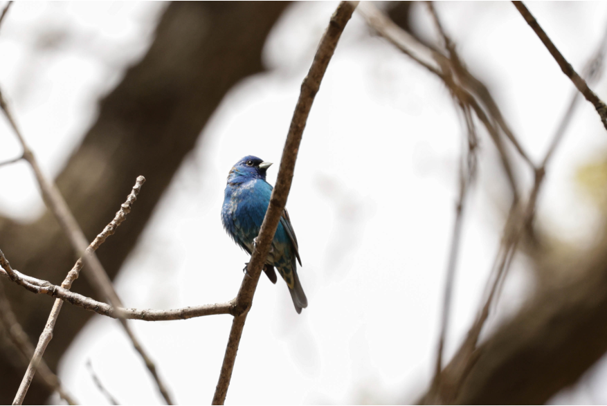 Indigo Bunting Sandhills Scenic Drive
