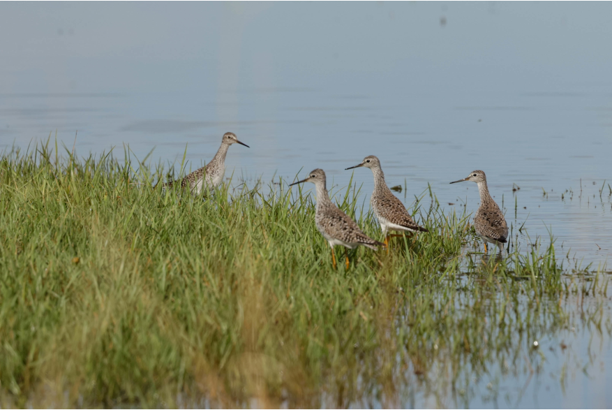 Lesser Yellowlegs Challenging Sandhills Scenic Drive