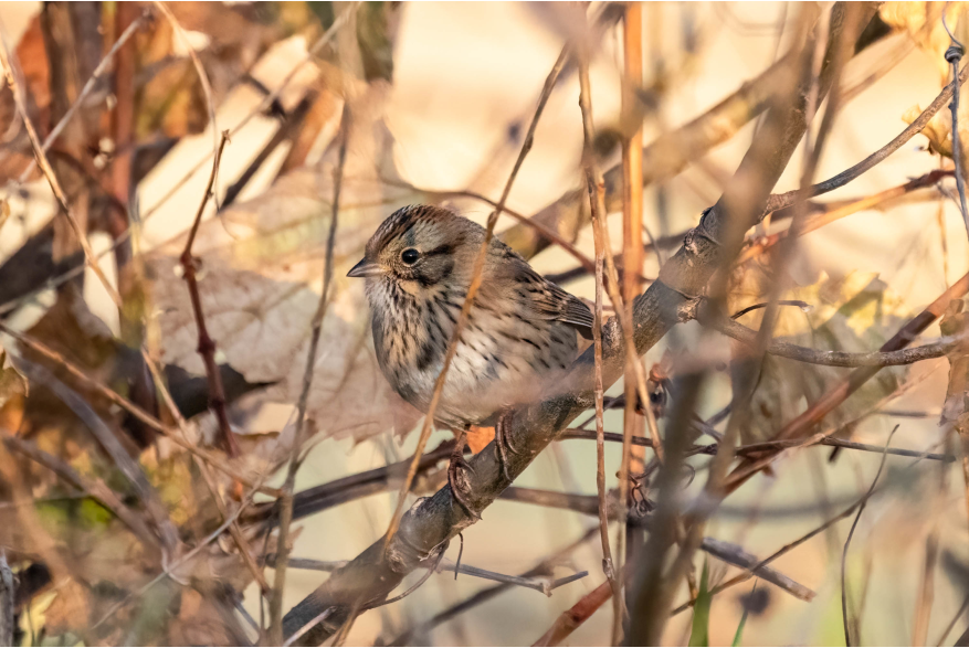 Lincolns Sparrow Sandhills Scenic Drive
