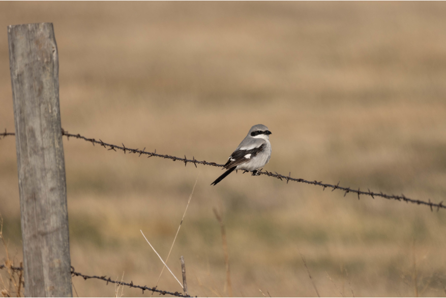 Loggerhead Shrike Challenging Sandhills Scenic Drive