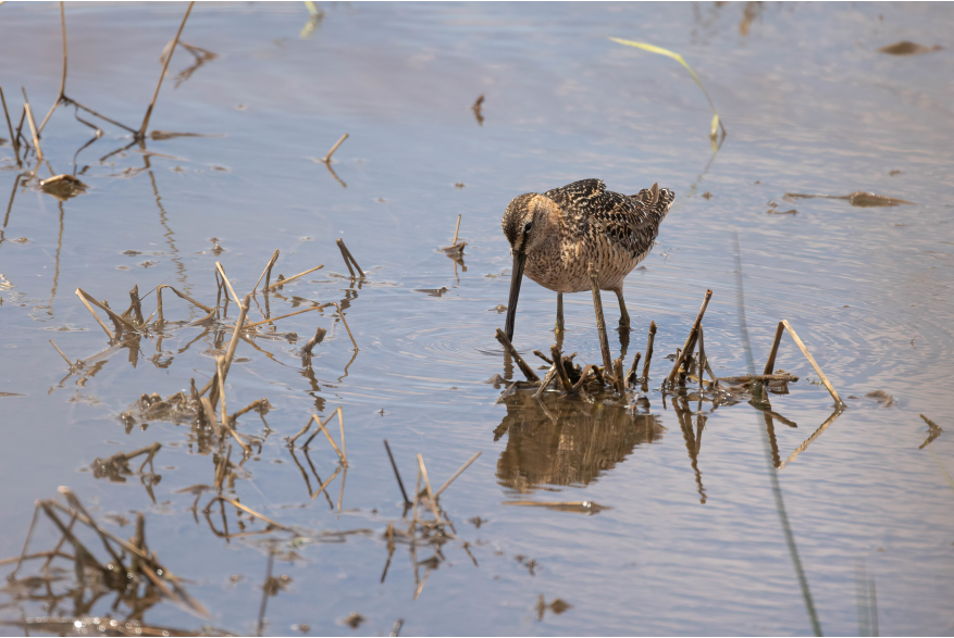 Long Bill Dowitcher Challenging Sandhills Scenic Drive
