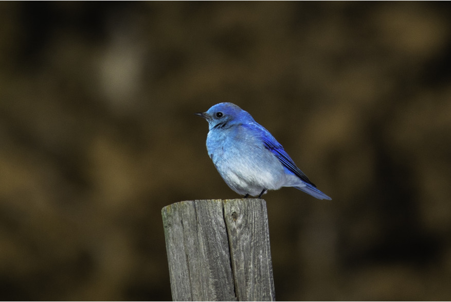 Mountain Bluebird Cottonwood Canyon Scenic Drive