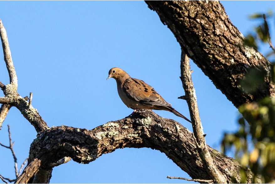 Mourning Dove Wild Horse Canyon Scenic Drive