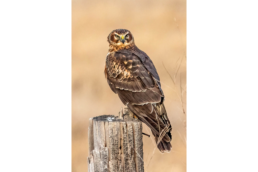 Northern Harrier Wild Horse Canyon Scenic Drive