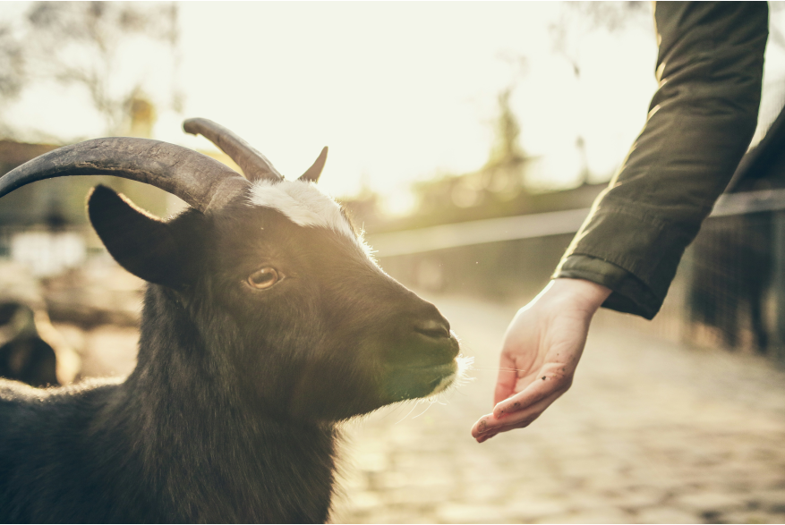 Petting Zoo
