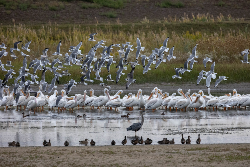 Pelicans and friend Challenging Sandhills Scenic Drive