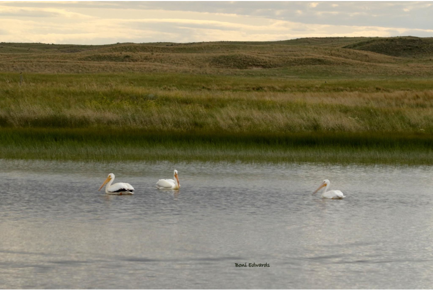 Pelican Challenging Sandhills Scenic Drive